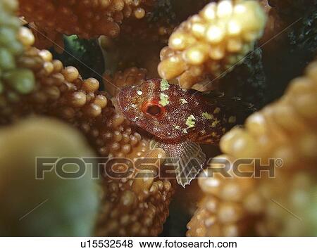 Stock Photo - Coral scorpion fish (Sebastapistes cyanostigma). Marsa Shagra, Marsa Alaam, Red Sea, Egypt.. Fotosearch