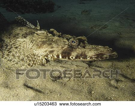 Crocodilefish (Papilloculiceps longiceps) in the shadow of a table coral. Dahab, Red Sea. Egypt View Large Photo Image Stock Image - Crocodilefish (Papilloculiceps longiceps) in the shadow of a table coral. Dahab, Red Sea. Egypt. Fotosearch