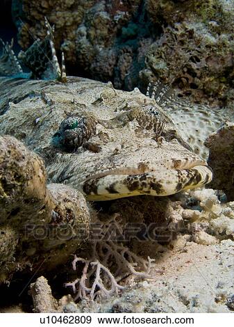 Stock Photo - Crocodilefish (Papilloculiceps longiceps) resting on reef. Woodhouse Reef, Sharm El Sheikh, South Sinai, Red Sea, Egypt.. Fotosearch