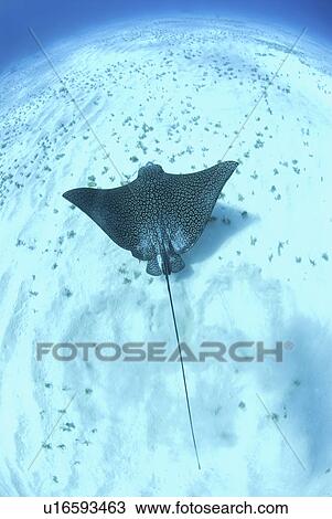 Stock Image - Eagle ray (Aetobatus narinari), swimming over candy seabed, Little Cayman Island, Cayman Islands, Caribbean. Fotosearch