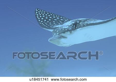 Eagle ray (Aetobatus narinari), swimming over candy seabed, Little Cayman Island, Cayman Islands, Caribbean View Large Photo Image Stock Image - Eagle ray (Aetobatus narinari), swimming over candy seabed, Little Cayman Island, Cayman Islands, Caribbean. Fotosearch