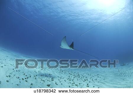 Eagle ray (Aetobatus narinari), swimming over candy seabed, Little Cayman Island, Cayman Islands, Caribbean View Large Photo Image Stock Image - Eagle ray (Aetobatus narinari), swimming over candy seabed, Little Cayman Island, Cayman Islands, Caribbean. Fotosearch