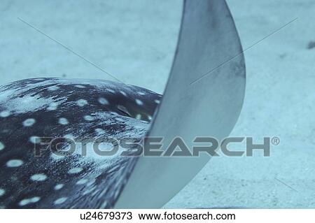 Eagle ray (Aetobatus narinari), swimming over candy seabed, Little Cayman Island, Cayman Islands, Caribbean View Large Photo Image Stock Image - Eagle ray (Aetobatus narinari), swimming over candy seabed, Little Cayman Island, Cayman Islands, Caribbean. Fotosearch