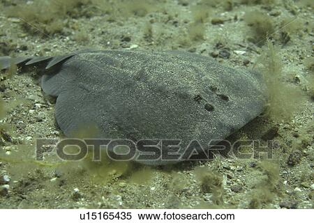 Stock Photography - Electric Ray Torpedo nobiliana, Jersey, British Isles. Fotosearch