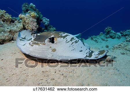 Stock Image - Feathertail Stingray (Pastinachus sephen). Red Sea.. Fotosearch