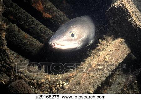 Fish Conger (Conger conger) in shipwreck. Jersey, British Isles View Large Photo Image Stock Photography - Fish Conger (Conger conger) in shipwreck. Jersey, British Isles. Fotosearch