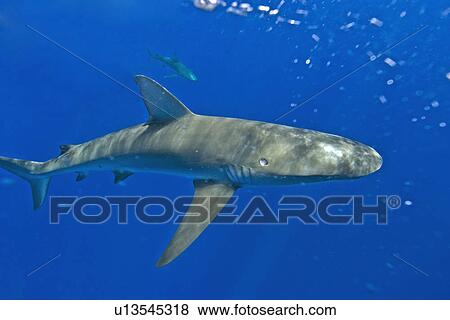 Galapagos sharks, Carcharhinus galapagensis, Oahu, Hawaii View Large Photo Image Stock Photo - Galapagos sharks, Carcharhinus galapagensis, Oahu, Hawaii. Fotosearch