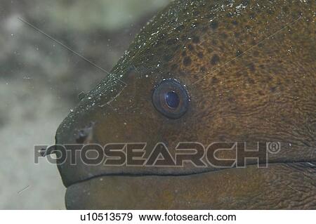 Giant Moray Eel, (Gymnothorax javanicus), detail of head with mouth closed, Tahiti, French Polynesia, Southern Pacific Ocean View Large Photo Image Stock Photo - Giant Moray Eel, (Gymnothorax javanicus), detail of head with mouth closed, Tahiti, French Polynesia, Southern Pacific Ocean. Fotosearch