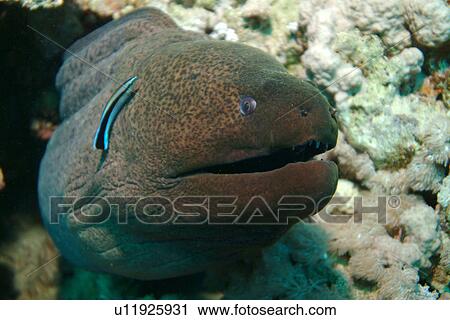 Stock Image - Giant Moray (Gymnothorax javanicus). Red Sea.. Fotosearch