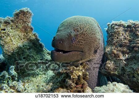 Stock Image - Giant Moray (Gymnothorax javanicus). Red Sea.. Fotosearch