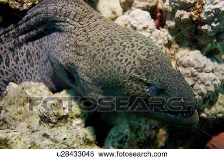 Giant Moray (Gymnothorax javanicus). Red Sea. View Large Photo Image Stock Photography - Giant Moray (Gymnothorax javanicus). Red Sea.. Fotosearch