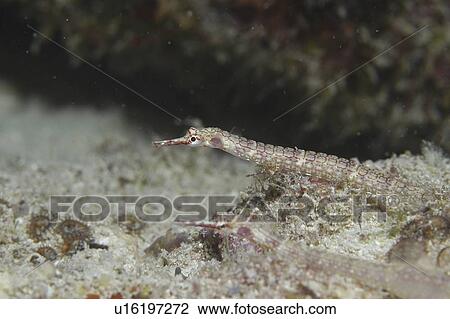 Gilded Pipefish (Corythoichthys schultzi), two fish over indistinct background, Tahiti, French Polynesia, Southern Pacific Ocean View Large Photo Image Stock Image - Gilded Pipefish (Corythoichthys schultzi), two fish over indistinct background, Tahiti, French Polynesia, Southern Pacific Ocean. Fotosearch