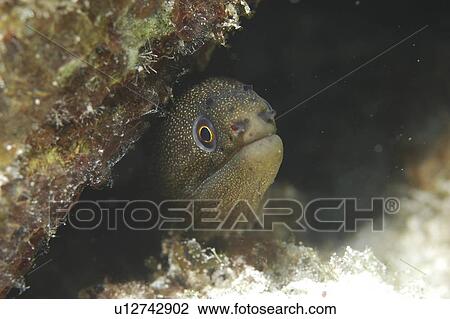 Goldentail Moray Eel, (Gymnothorax miliaris), view of head coming out of hole, Cayman Islands, Caribbean View Large Photo Image Stock Image - Goldentail Moray Eel, (Gymnothorax miliaris), view of head coming out of hole, Cayman Islands, Caribbean. Fotosearch