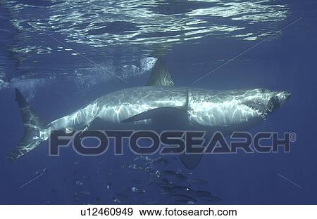 Great White Shark (Carcharodon Carcharias) swimming with shoal of fish. Isla Guadalupe, Mexico. View Large Photo Image Stock Photo - Great White Shark (Carcharodon Carcharias) swimming with shoal of fish. Isla Guadalupe, Mexico.. Fotosearch