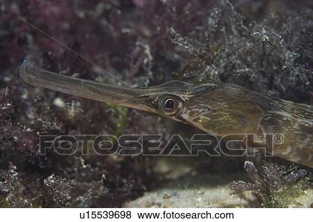 Stock Photo - Greater Pipefish (Syngnathus acus), Jersey, Channel Islands, UK. Fotosearch