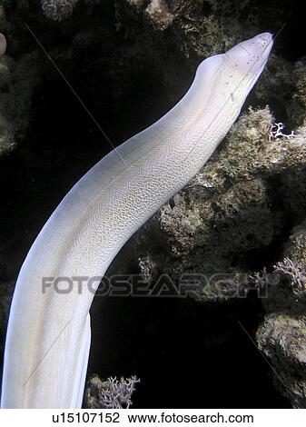 Stock Image - Grey Moray ( Gymnothorax griseus ) swimming across the reef. Red Sea, Egypt. Fotosearch