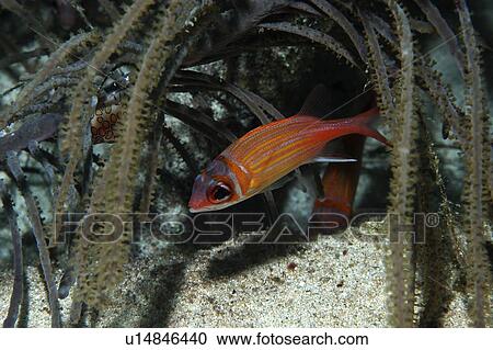 Stock Image - Juvenile Longjaw Squirrelfish (Holocentrus marianus), underneath hanging soft corals, Cayman Islands, Caribbean. Fotosearch