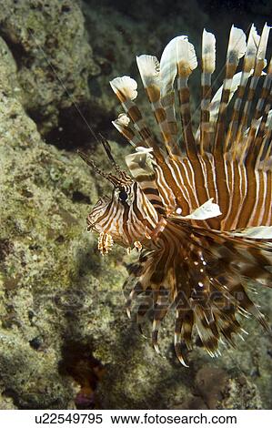Stock Photography - Lionfish (Pterois volitans? ). Borneo, Malaysia. Fotosearch