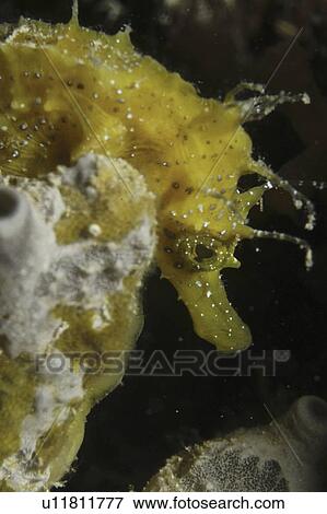 Longsnout Seahorse (Hippocampus ramulosus), yellow colour with fronds on head, Malta, Maltese Islands, Mediterranean View Large Photo Image Stock Photo - Longsnout Seahorse (Hippocampus ramulosus), yellow colour with fronds on head, Malta, Maltese Islands, Mediterranean. Fotosearch