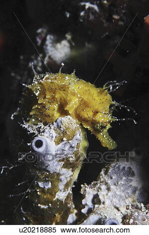 Longsnout Seahorse (Hippocampus ramulosus), yellow colour with fronds on head, Malta, Maltese Islands, Mediterranean View Large Photo Image Stock Photography - Longsnout Seahorse (Hippocampus ramulosus), yellow colour with fronds on head, Malta, Maltese Islands, Mediterranean. Fotosearch
