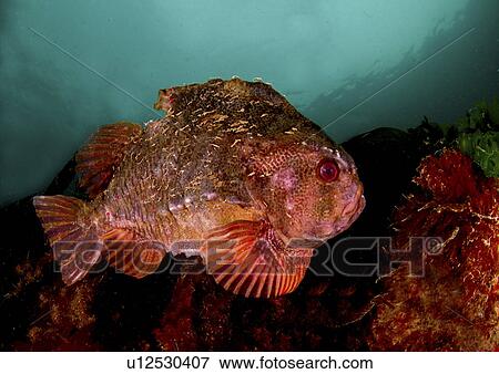 Stock Photo - Lumpsucker (Cyclopterus lumpus). Male in breeding colours, swimming amongst seaweed. Babbacombe, Torquay, South Devon, UK.. Fotosearch