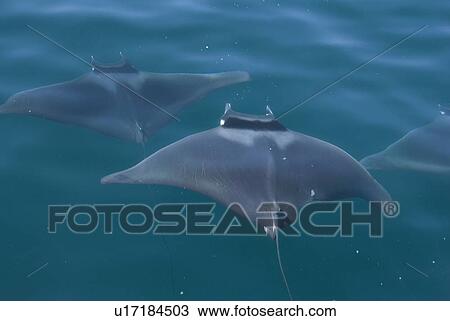 Mobula ray (Mobula japonica). Mobula rays showing the long tail. Gulf of California. View Large Photo Image Stock Image - Mobula ray (Mobula japonica). Mobula rays showing the long tail. Gulf of California.. Fotosearch