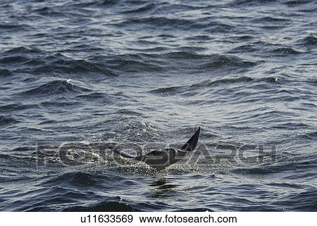 Stock Photo - Mobula ray (Mobula japonica). Mobula ray wings outspread. Gulf of California.. Fotosearch