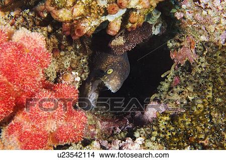 Picture - Moray eel (Gymnothorax sp) in micro-habitat, Mozambique, 21-10-07. Fotosearch