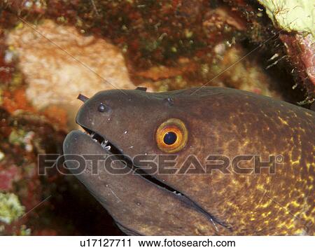 Stock Image - Moray Eel. Red Sea, Egypt.. Fotosearch