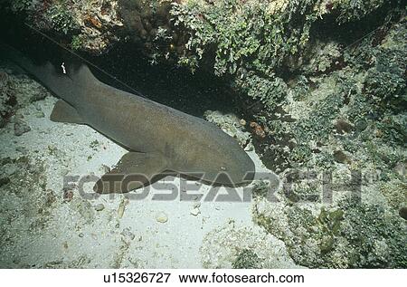 Stock Photo - Nurse Shark. (Ginglymostoma cirratum) Bahamas.. Fotosearch