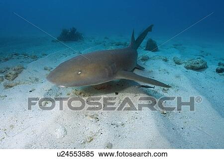 Nurse shark, Ginglymostoma cirratum, Molasses Reef, Key Largo, Florida, USA, Atlantic Ocean View Large Photo Image Stock Photography - Nurse shark, Ginglymostoma cirratum, Molasses Reef, Key Largo, Florida, USA, Atlantic Ocean. Fotosearch