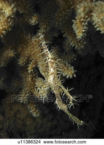 Picture - Ornate Ghost Pipefish (Sloenostomus paradoxus) blending in with the corals behind it. Dahab. Red sea. Egypt. (2007). Fotosearch