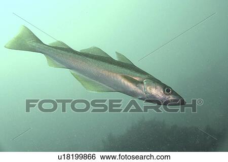 Pollack Pollachius pollachius. Sark, British Isles View Large Photo Image Stock Photograph - Pollack Pollachius pollachius. Sark, British Isles. Fotosearch