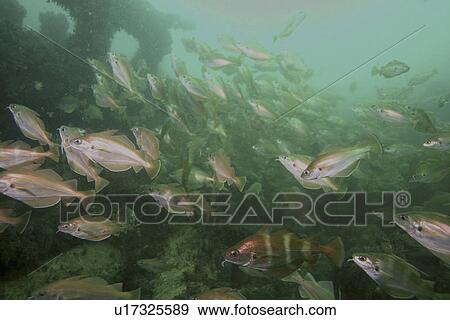 Stock Photo - Pouitng Trisopterus luscus on shipwreck, Jersey, British Isles. Fotosearch