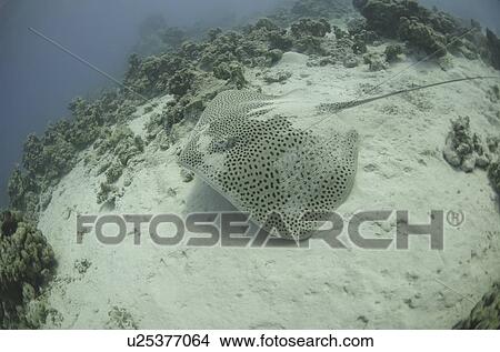 Ray. Hurghada, Red Sea, Egypt. View Large Photo Image Picture - Ray. Hurghada, Red Sea, Egypt.. Fotosearch