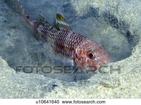 Red Mullet (Mullus surmuletus) feeding with nose buried in sand, Malta, Mediterranean View Large Photo Image Stock Image - Red Mullet (Mullus surmuletus) feeding with nose buried in sand, Malta, Mediterranean. Fotosearch