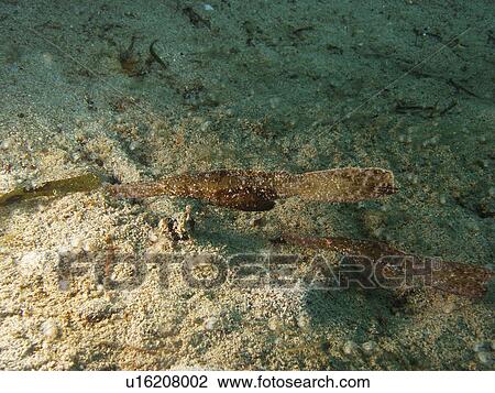 Stock Image - Robust Ghost Pipe fish (Solenastomus oxycephala) in the shallows. Sabang, Philippines. Taken 2007. Fotosearch