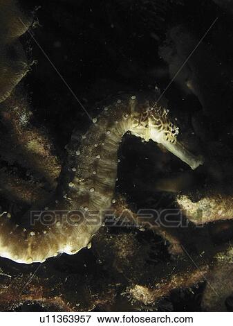 Seahorse (Hippocampus erectus) caught in a divers light on a night dive. malapascua Island. Philippines. (2007) View Large Photo Image Stock Photo - Seahorse (Hippocampus erectus) caught in a divers light on a night dive. malapascua Island. Philippines. (2007). Fotosearch
