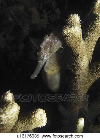 Seahorse (Hippocampus erectus) sleeping in the corals. night dive Malapascua Island. Philippines. (2007) View Large Photo Image Stock Photography - Seahorse (Hippocampus erectus) sleeping in the corals. night dive Malapascua Island. Philippines. (2007). Fotosearch