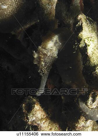 Seahorse (Hippocampus erectus) trying to hide from the camera. night dive. malapascua Island. Philippines. (2007) View Large Photo Image Stock Photograph - Seahorse (Hippocampus erectus) trying to hide from the camera. night dive. malapascua Island. Philippines. (2007). Fotosearch
