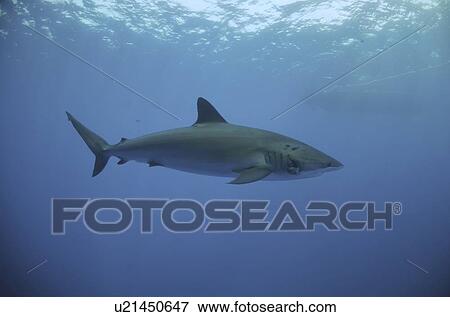 Silky Shark. Red Sea, Egypt. View Large Photo Image Stock Photo - Silky Shark. Red Sea, Egypt.. Fotosearch