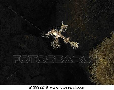 Stock Photo - Small Ornate Ghost Pipefish (Sloenostomus paradoxus) in the shadows. Dahab, Red Sea, Egypt. (2007). Fotosearch