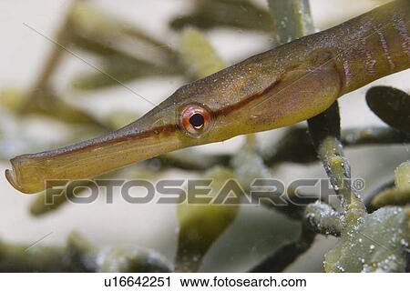 Snake Pipefish (Entelurus aequoreus), Jersey, Channel Islands, UK View Large Photo Image Stock Image - Snake Pipefish (Entelurus aequoreus), Jersey, Channel Islands, UK. Fotosearch