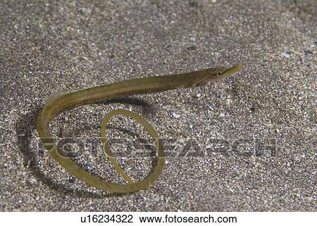 Snake Pipefish (Entelurus aequorus) in typical snake-like position with tail curled up, St Abbs, Scotland, UK North Sea View Large Photo Image Stock Image - Snake Pipefish (Entelurus aequorus) in typical snake-like position with tail curled up, St Abbs, Scotland, UK North Sea. Fotosearch