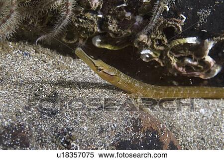 Snake Pipefish (Entelurus aequorus) on dark sand bottom and rock behind, St Abbs, Scotland, UK North Sea View Large Photo Image Stock Photography - Snake Pipefish (Entelurus aequorus) on dark sand bottom and rock behind, St Abbs, Scotland, UK North Sea. Fotosearch