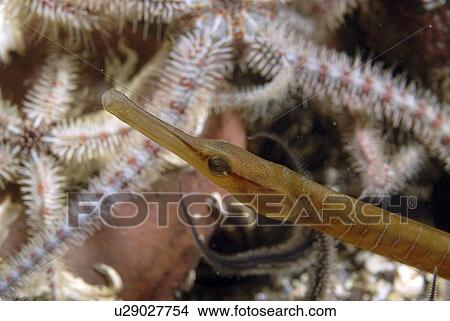 Picture - Snake Pipefish (Entelurus aequorus) with brittle starfish in background, St Abbs, Scotland, UK North Sea. Fotosearch