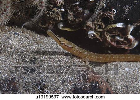 Stock Photo - Snake Pipefish (Entelurus aequorus) with tubeworms and rock behind and dark sand underneath, St Abbs, Scotland, UK North Sea. Fotosearch