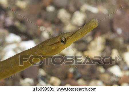 Stock Photography - Snake Pipefish (Entelurus aequorus), nice head view detail with fuzzy background, St Abbs, Scotland, UK North Sea. Fotosearch