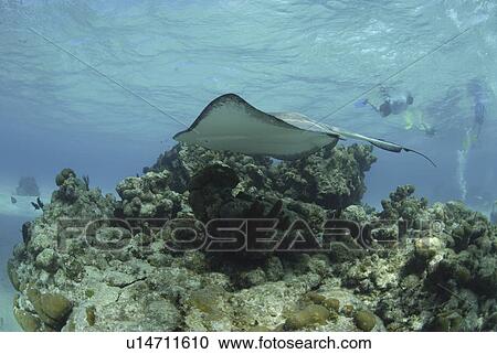 Southern Stingray (Dasyatis Americana), swimming over coral reef with scuba diver behind, Cayman Islands, Caribbean. View Large Photo Image Stock Image - Southern Stingray (Dasyatis Americana), swimming over coral reef with scuba diver behind, Cayman Islands, Caribbean.. Fotosearch