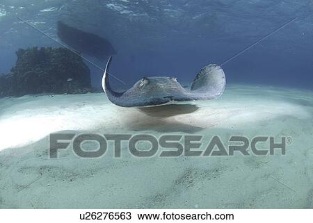 Southern Stingray (Dasyatis Americana), swimming over sandy seabed, Cayman Islands, Caribbean. View Large Photo Image Stock Image - Southern Stingray (Dasyatis Americana), swimming over sandy seabed, Cayman Islands, Caribbean.. Fotosearch